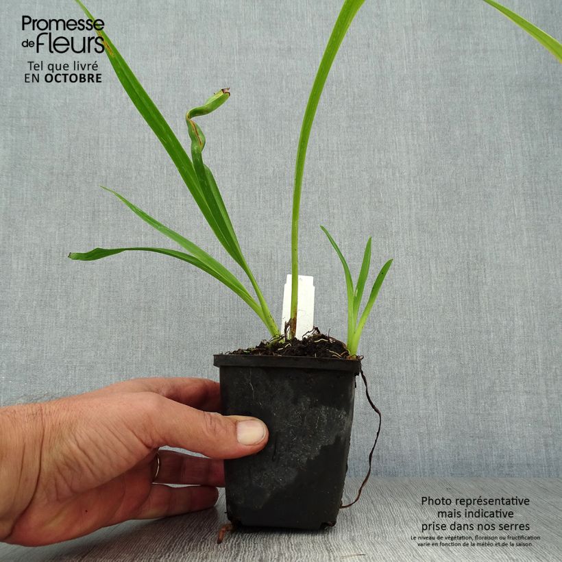 Esimerkki syksyllä toimitetusta Tarhapäivänlilja Margaret Perry 8/9 cm taimiruukku-taimesta
