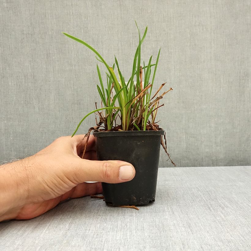 Esimerkki kesällä toimitetusta Tarhapäivänlilja Mauna Loa 8/9 cm taimiruukku-taimesta