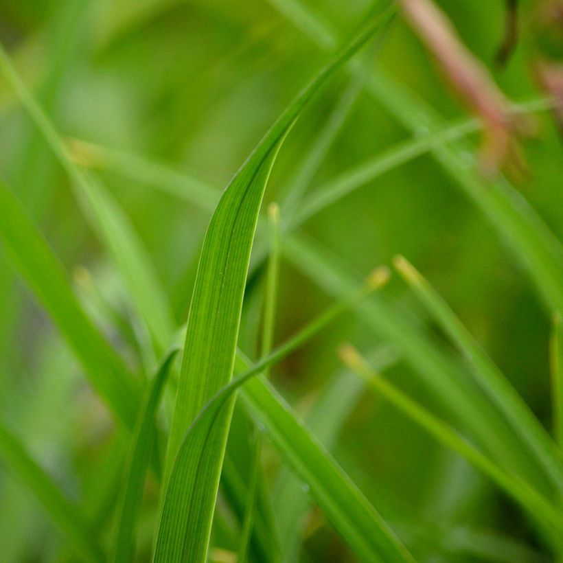 Kultapäivänlilja - Hemerocallis middendorffii (Lehvistö)