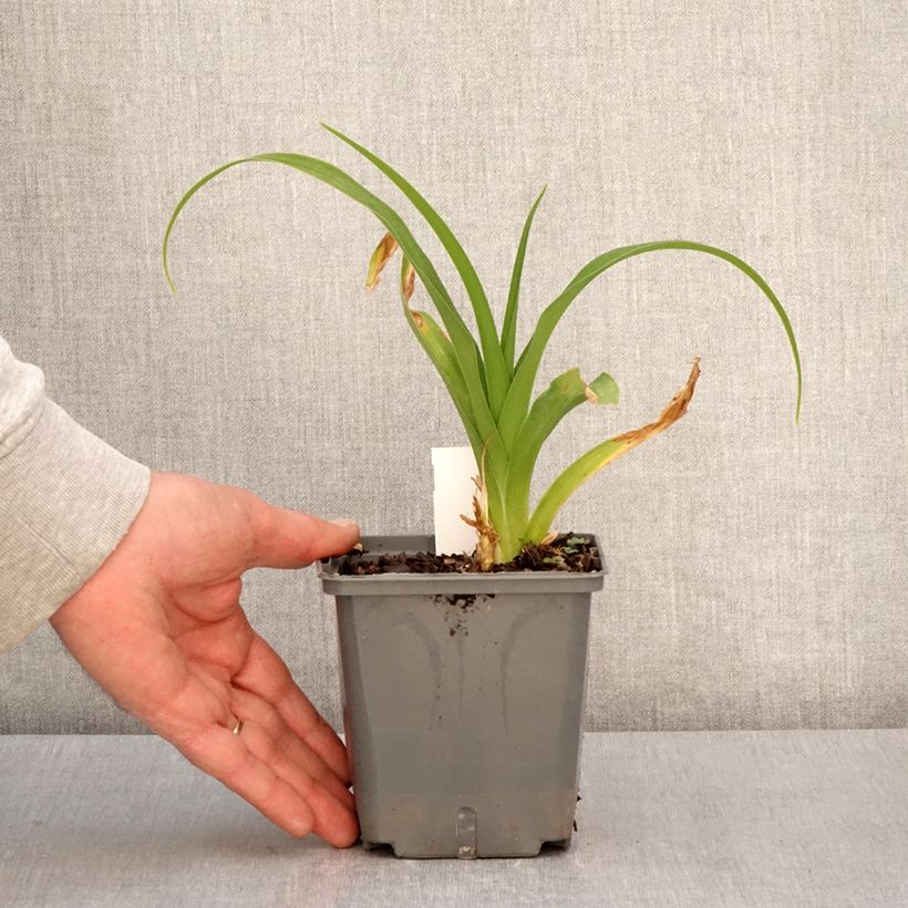 Esimerkki keväällä toimitetusta Hémérocalle Nagasaki - Lis d'un jour Pot de 1L/1,5L-taimesta