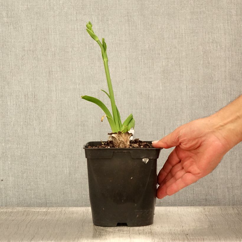 Esimerkki kesällä toimitetusta Tarhapäivänlilja Nature's Crown Pot de 1L/1,5L-taimesta