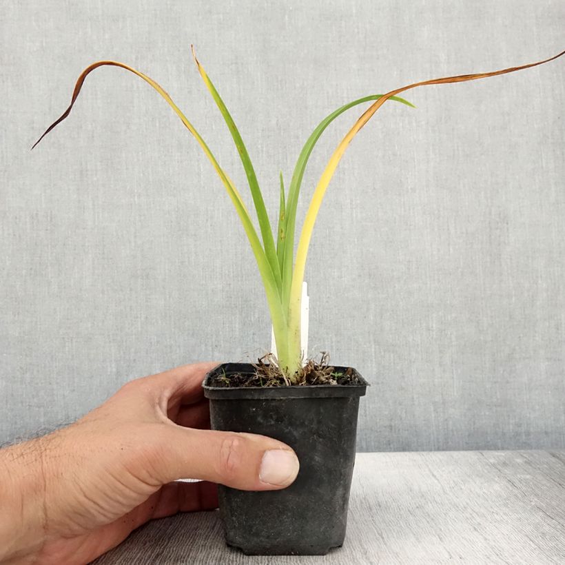 Esimerkki syksyllä toimitetusta Tarhapäivänlilja Olive Bailey Langdon 8/9 cm taimiruukku-taimesta