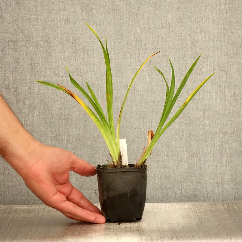 Esimerkki kesällä toimitetusta Tarhapäivänlilja Olive Bailey Langdon Godet de 8/9 cm-taimesta