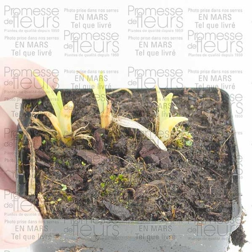 Esimerkki toimitetusta Hémérocalle Pandora s Box Godet de 8/9 cm-taimesta