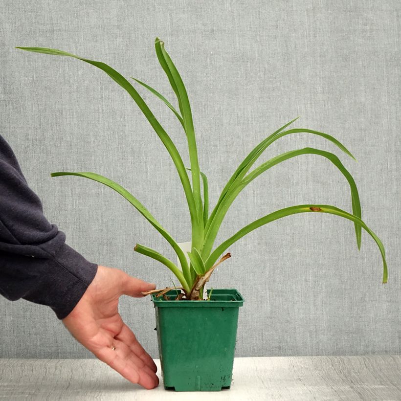 Esimerkki kesällä toimitetusta Tarhapäivänlilja Pandora's Box Pot de 1L/1,5L-taimesta