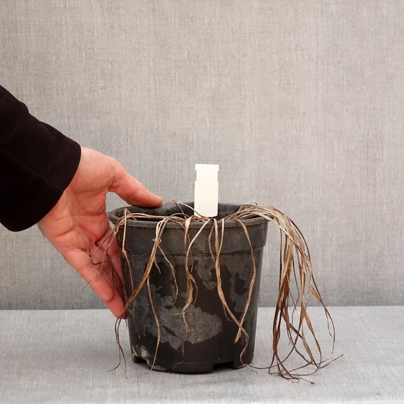 Esimerkki talvella toimitetusta Hémérocalle Pardon Me - Lis d'un jour rouge sombre. Pot de 2L/3L-taimesta