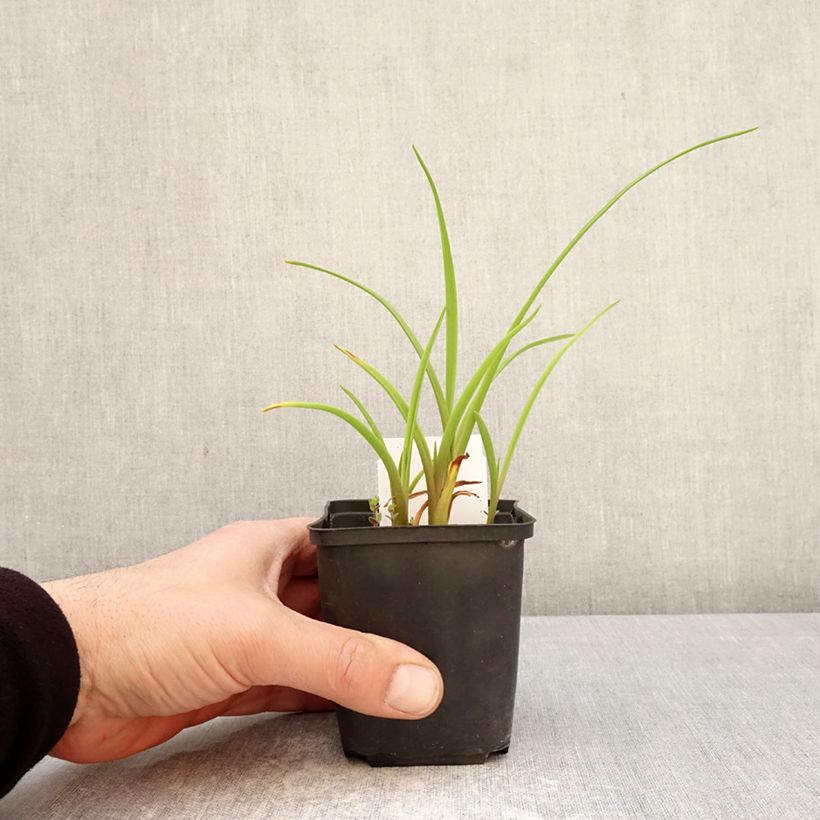 Esimerkki keväällä toimitetusta Tarhapäivänlilja Piano Man Godet de 8/9 cm-taimesta