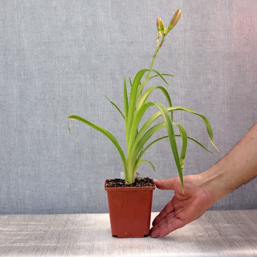 Esimerkki kesällä toimitetusta Tarhapäivänlilja Piano Man Pot de 1L/1,5L-taimesta