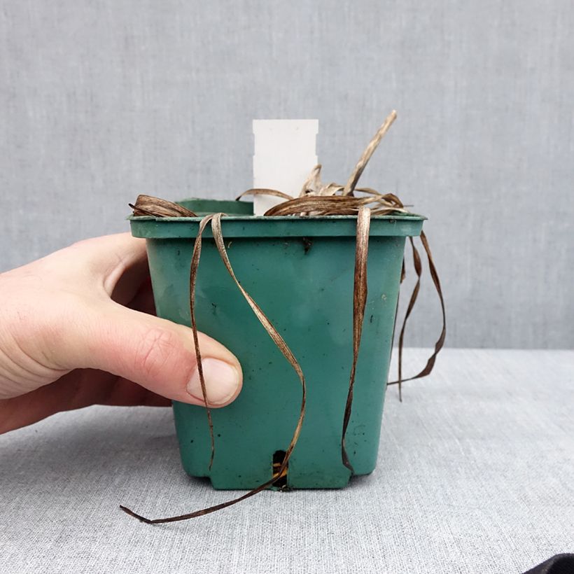 Esimerkki talvella toimitetusta Tarhapäivänlilja Prague Spring Pot de 1L/1,5L-taimesta