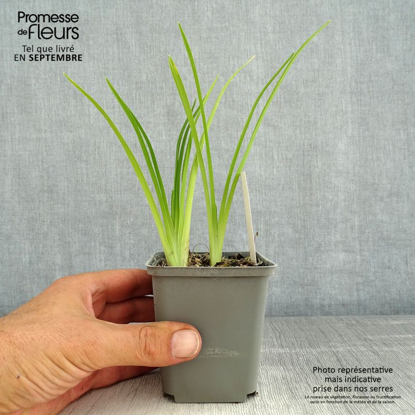 Esimerkki kesällä toimitetusta Tarhapäivänlilja Prairie Blue Eyes Pot de 1L/1,5L-taimesta