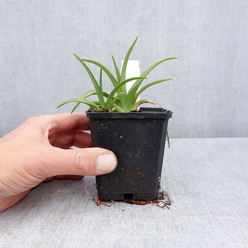 Esimerkki keväällä toimitetusta Tarhapäivänlilja Rapsberry Candy Godet de 8/9 cm-taimesta