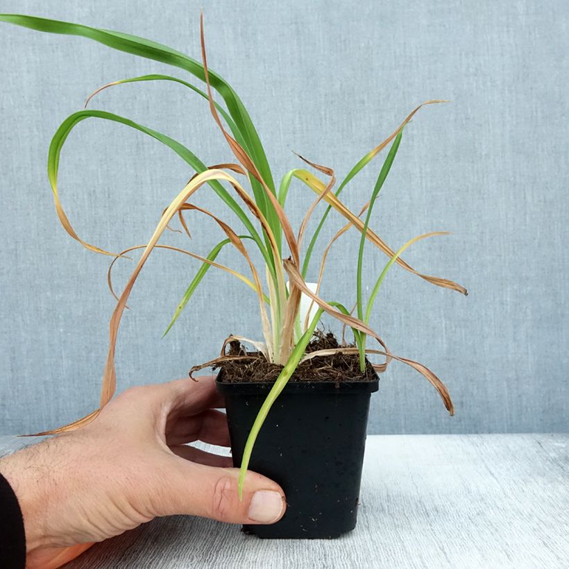 Esimerkki syksyllä toimitetusta Hémérocalle Red Rum - Lis d'un jour rouge cerise clair. Godet de 8/9 cm-taimesta