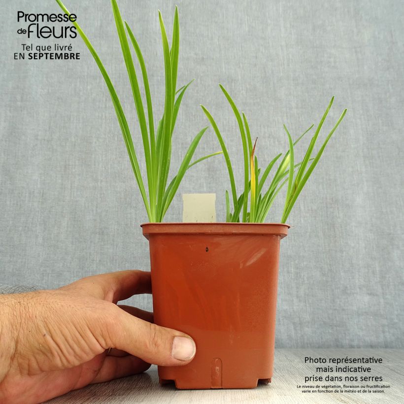 Esimerkki kesällä toimitetusta Tarhapäivänlilja Siloam Double Classic Pot de 1L/1,5L-taimesta