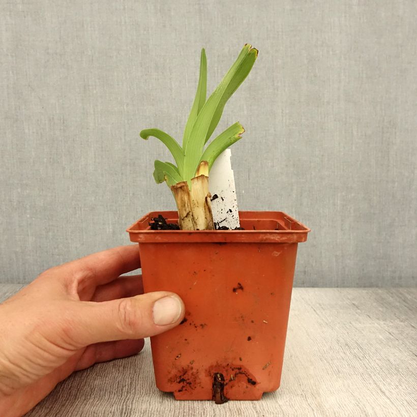 Esimerkki keväällä toimitetusta Tarhapäivänlilja Startle Pot de 1L/1,5L-taimesta