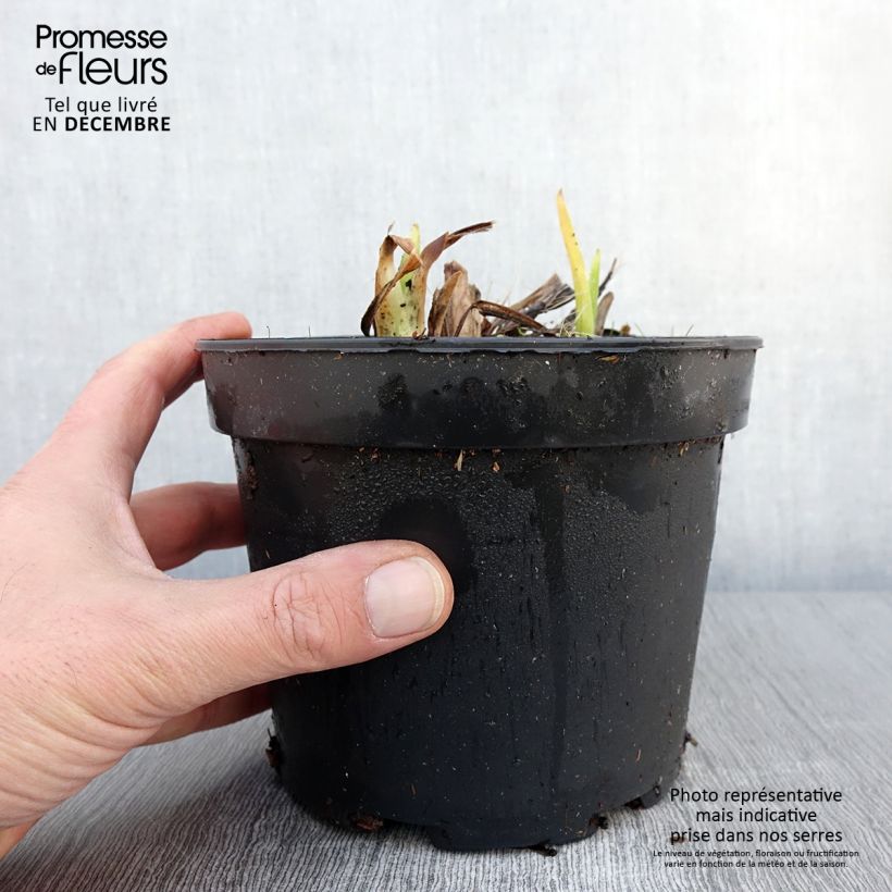 Esimerkki syksyllä toimitetusta Hémérocalle White Temptation - Lis d'un jour Pot de 2L/3L-taimesta