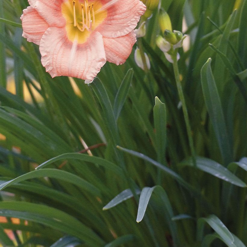 Tarhapäivänlilja Everydaylily Rose (Lehvistö)