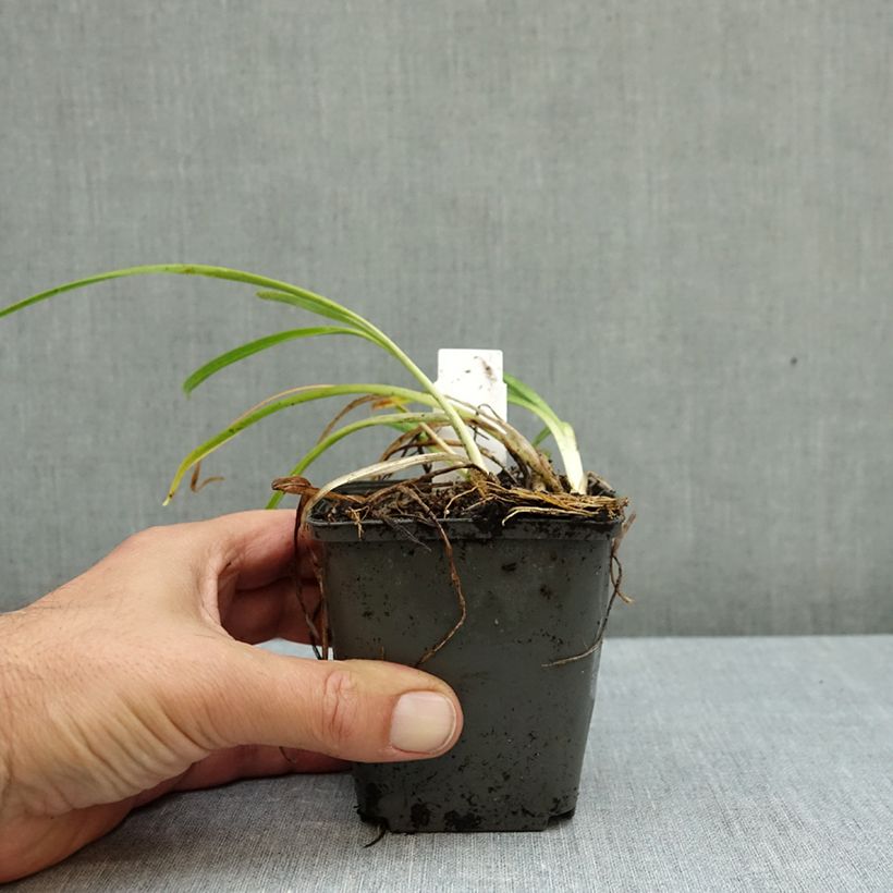 Esimerkki syksyllä toimitetusta Tarhapäivänlilja Everydaylily Rose 8/9 cm taimiruukku-taimesta