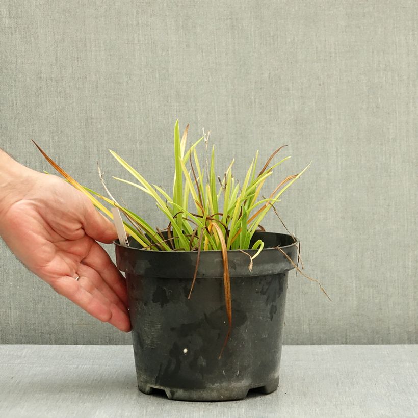 Esimerkki syksyllä toimitetusta Tarhapäivänlilja Everydaylily Rose 2 litran/3 litran ruukku-taimesta