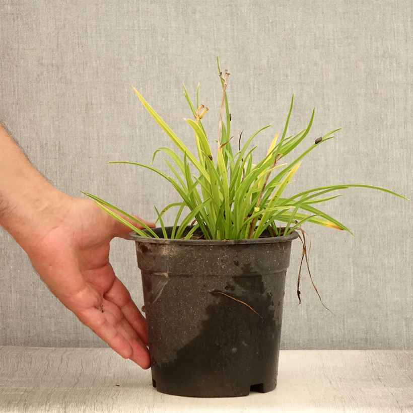 Esimerkki kesällä toimitetusta Hemerocallis Everydaylily Rose - Lis d'un jour  Pot de 2L/3L-taimesta
