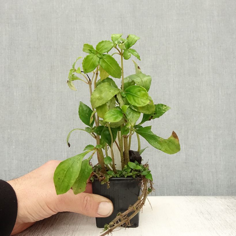 Esimerkki syksyllä toimitetusta Hemiboea subcapitata 8/9 cm taimiruukku-taimesta