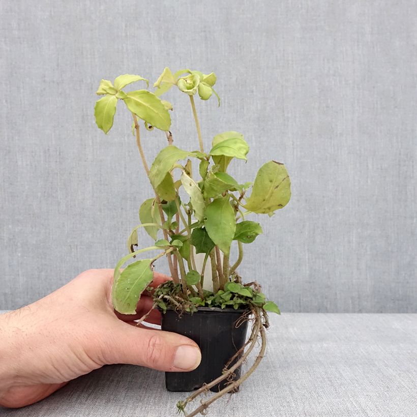 Esimerkki talvella toimitetusta Hemiboea subcapitata Godet de 8/9 cm-taimesta