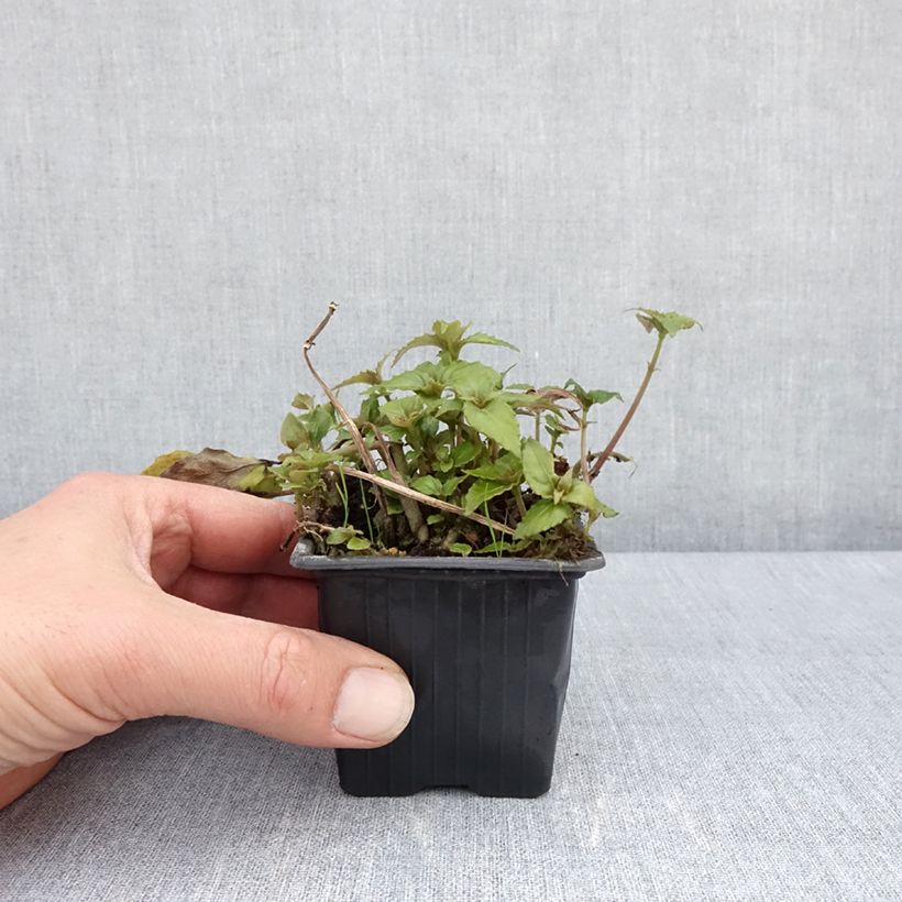 Esimerkki keväällä toimitetusta Hemiboea subcapitata Godet de 8/9 cm-taimesta