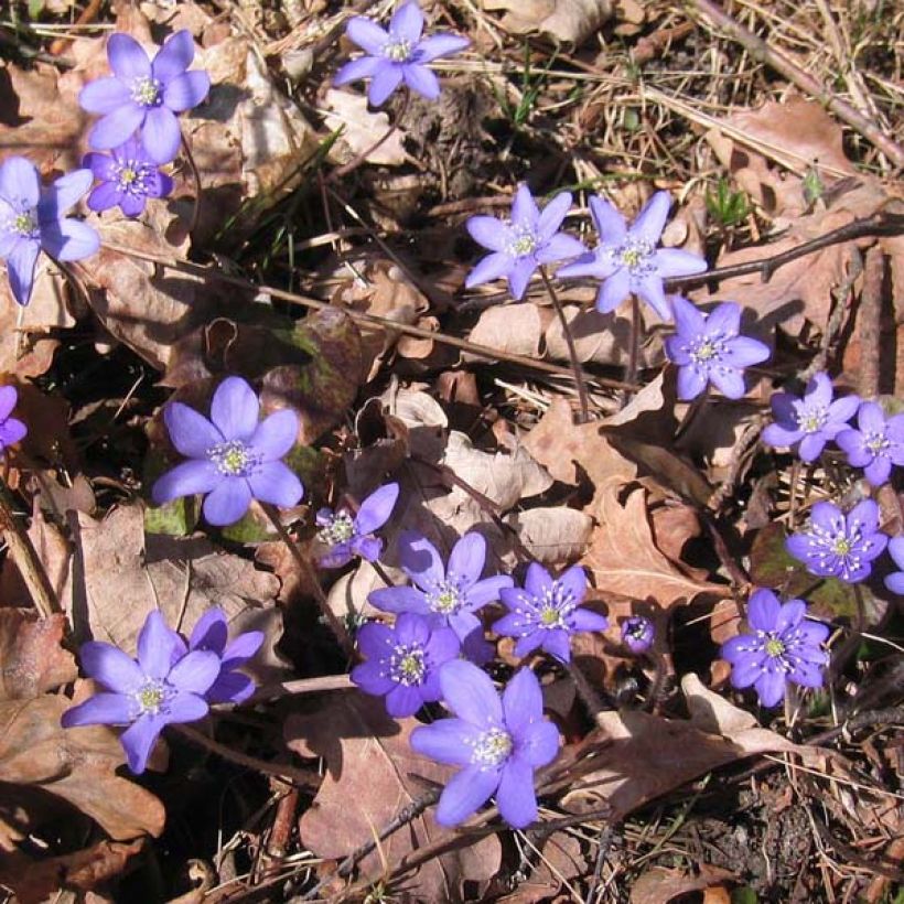 Sinivuokko - Hepatica nobilis (Kasvutapa)