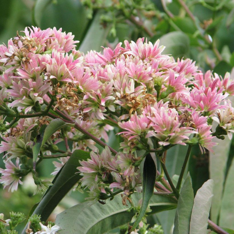 Seitsama - Heptacodium miconioides (Kukinta)