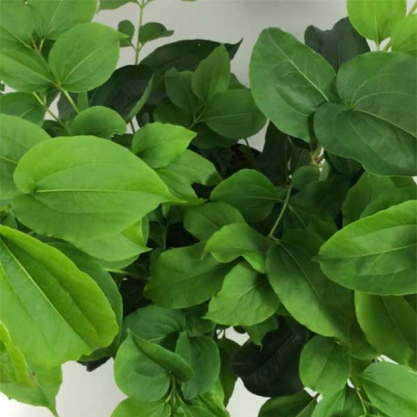 Seitsama - Heptacodium miconioides (Lehvistö)