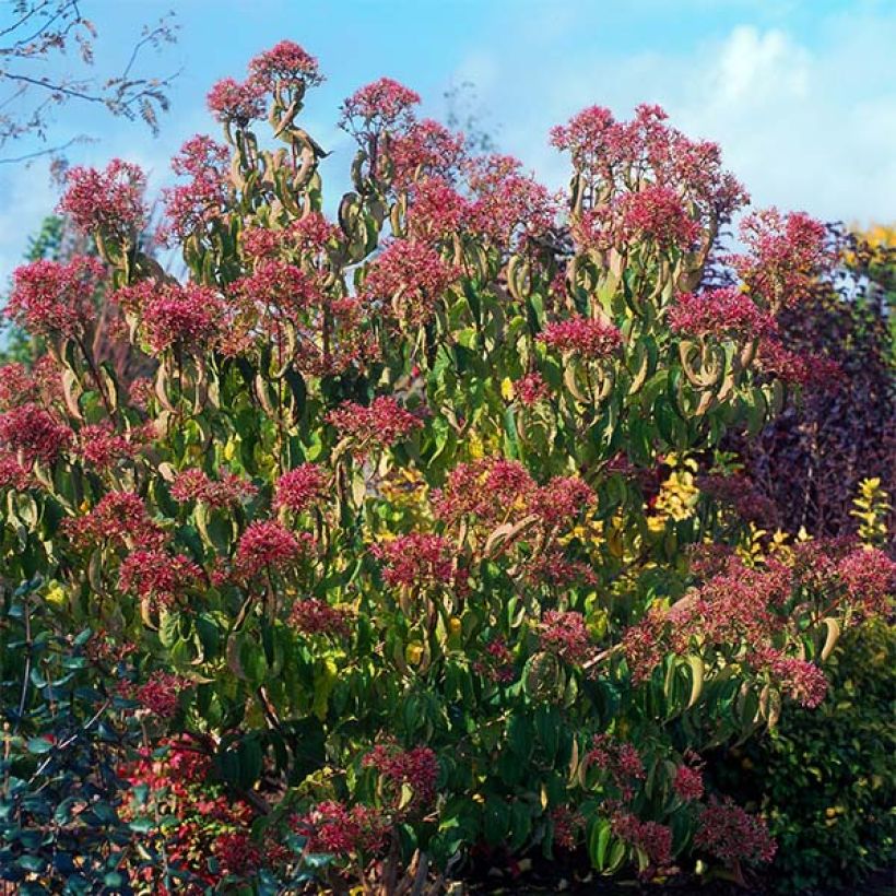 Seitsama - Heptacodium miconioides (Kasvutapa)