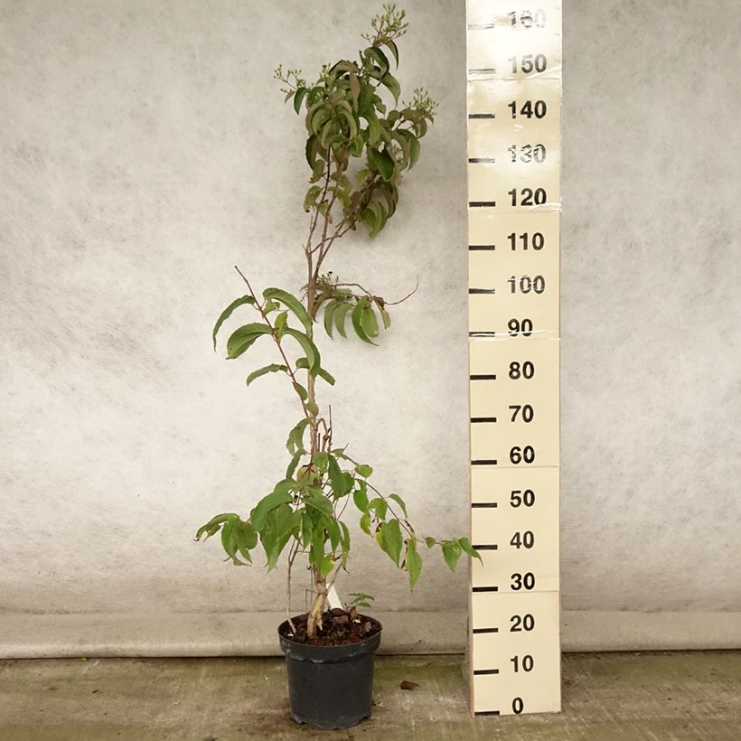 Esimerkki kesällä toimitetusta Seitsama - Heptacodium miconioides Pot de 7,5L/10L-taimesta