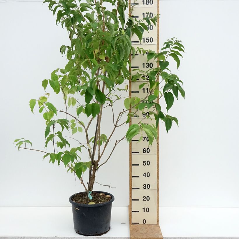 Esimerkki kesällä toimitetusta Seitsama - Heptacodium miconioides Pot de 20L/25L-taimesta