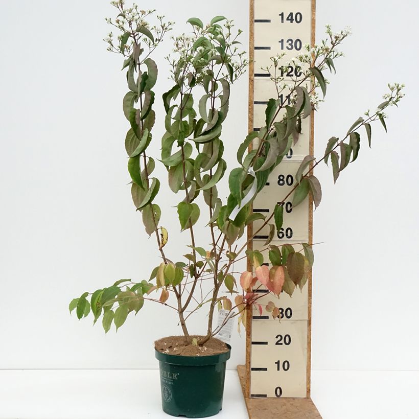 Esimerkki syksyllä toimitetusta Seitsama - Heptacodium miconioides 7,5 litran / 10 litran ruukku-taimesta