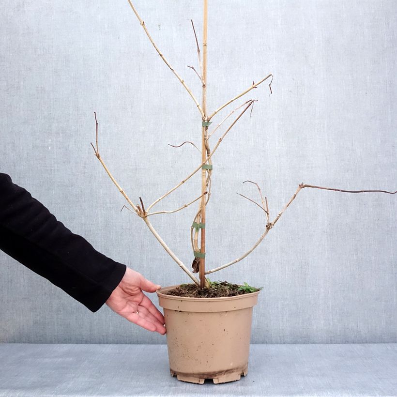 Esimerkki talvella toimitetusta Heptacodium miconioides Temple of Bloom - Arbre aux sept fleurs Pot de 4L/5L-taimesta
