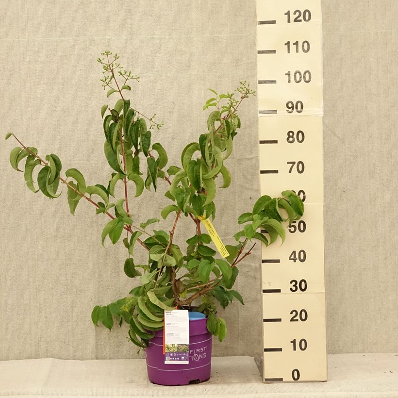 Esimerkki kesällä toimitetusta Seitsama Tianshan (R) Ruukku 7,5L / 10L-taimesta
