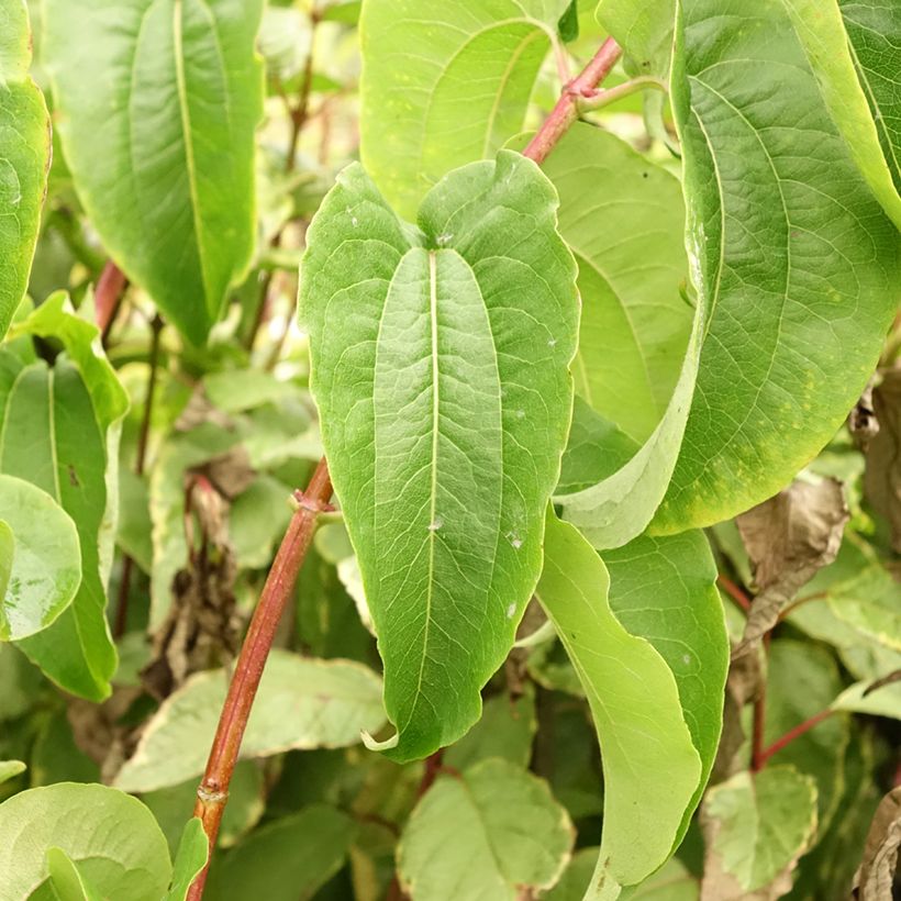 Seitsama Tianshan (R) (Lehvistö)