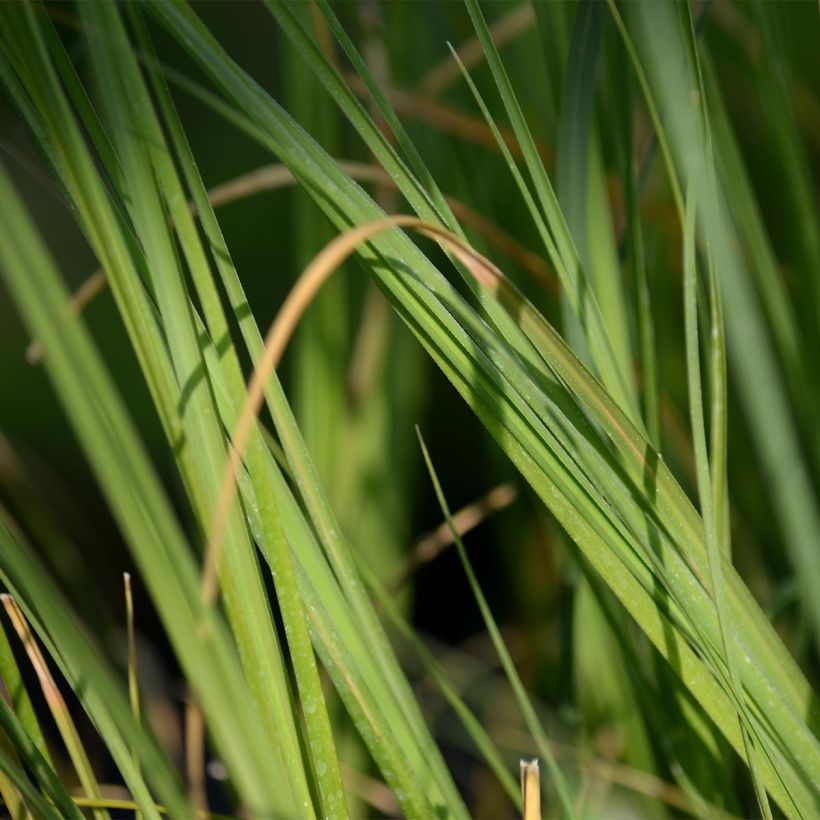 Pampaheinä - Cortaderia selloana (Lehvistö)