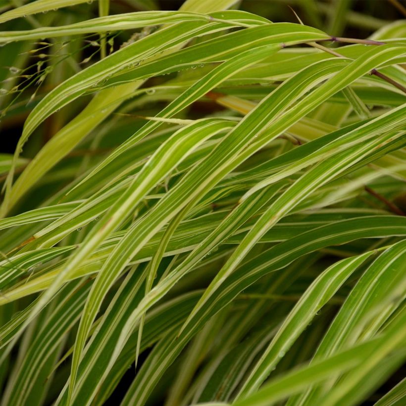 Hakoneheinä Albostriata (Lehvistö)