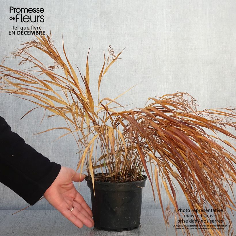Esimerkki syksyllä toimitetusta Herbe du Japon - Hakonechloa macra Albostriata Pot de 2L/3L-taimesta