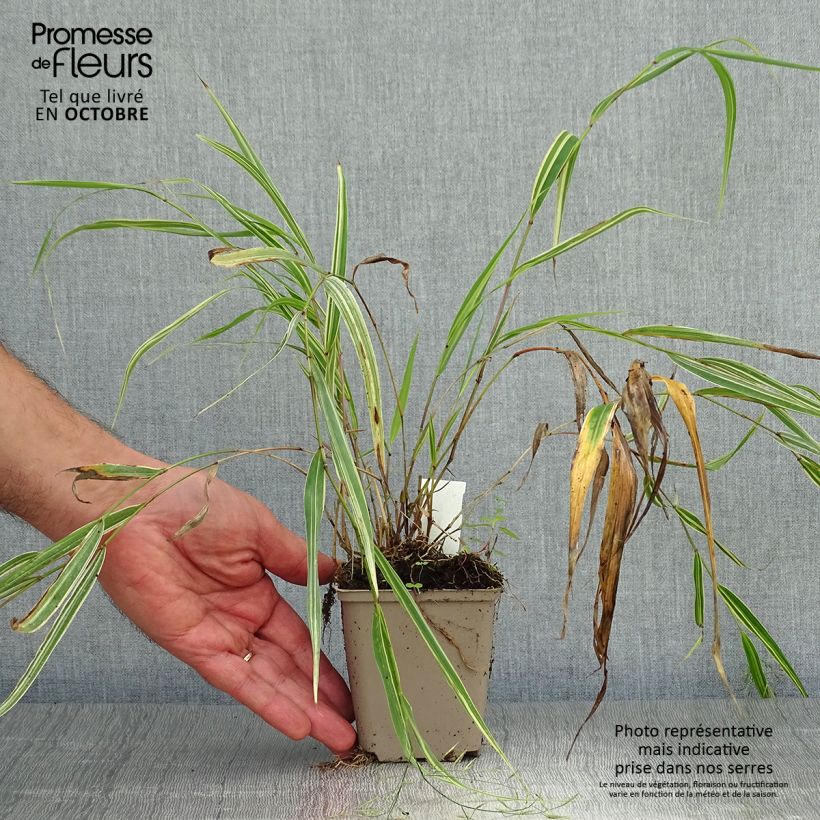 Esimerkki syksyllä toimitetusta Hakoneheinä Albostriata 8/9 cm taimiruukku-taimesta