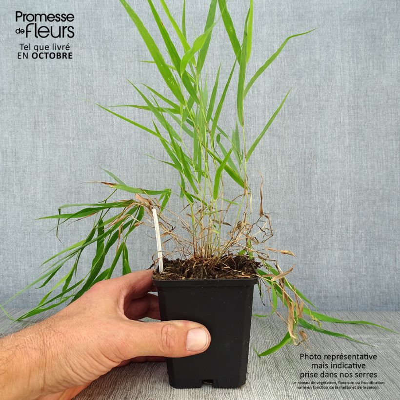 Esimerkki syksyllä toimitetusta Hakoneheinä - Hakonechloa macra 8/9 cm taimiruukku-taimesta