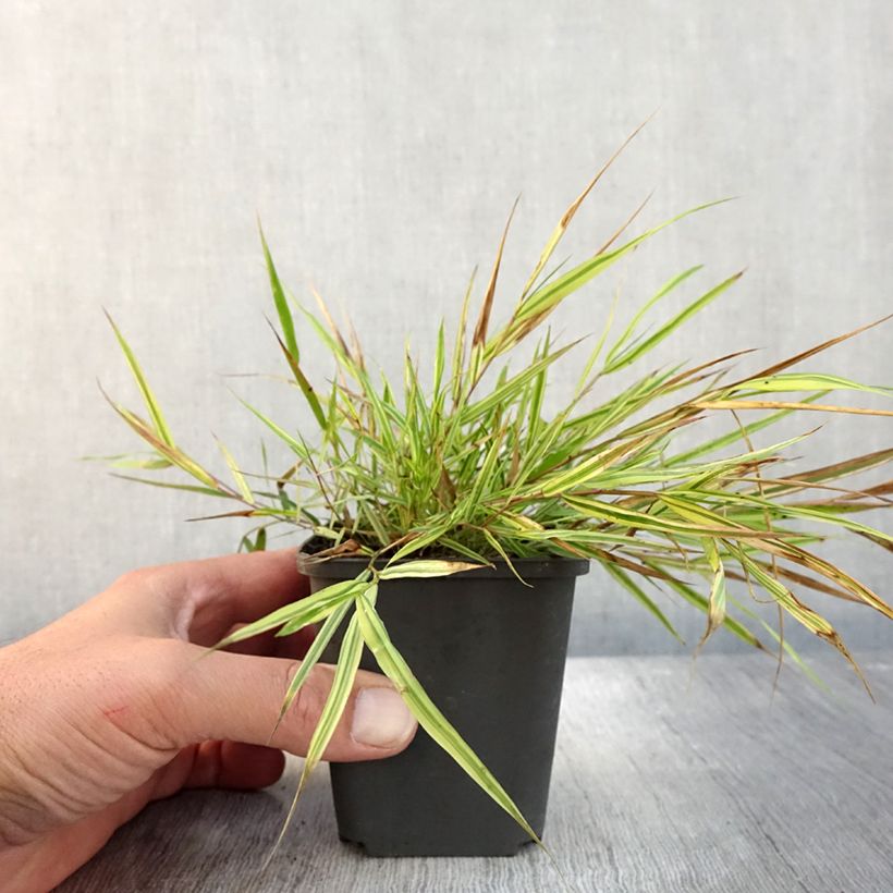 Esimerkki syksyllä toimitetusta Herbe du Japon - Hakonechloa macra Mulled Wine Godet de 8/9 cm-taimesta