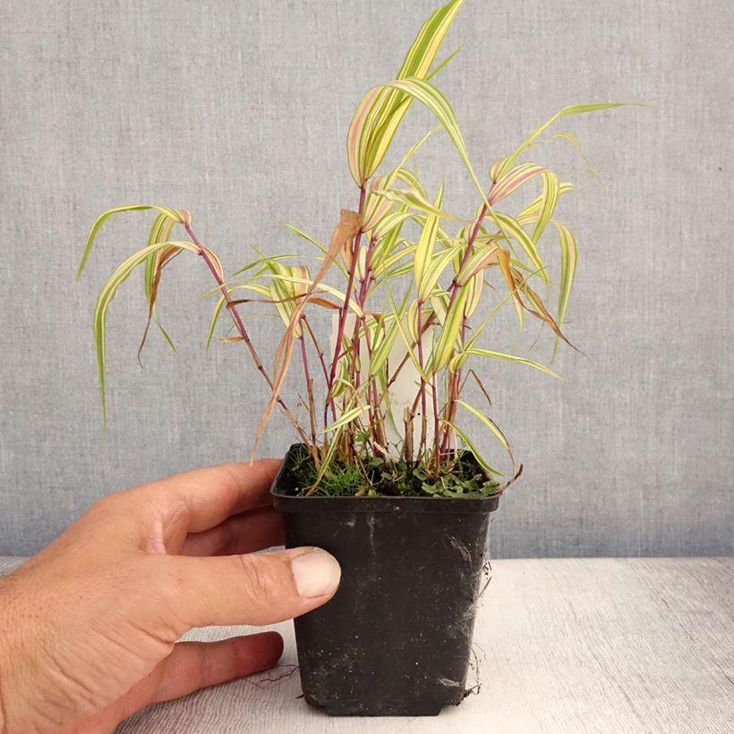 Esimerkki kesällä toimitetusta Hakoneheinä Naomi Taimiruukku 8/9 cm-taimesta