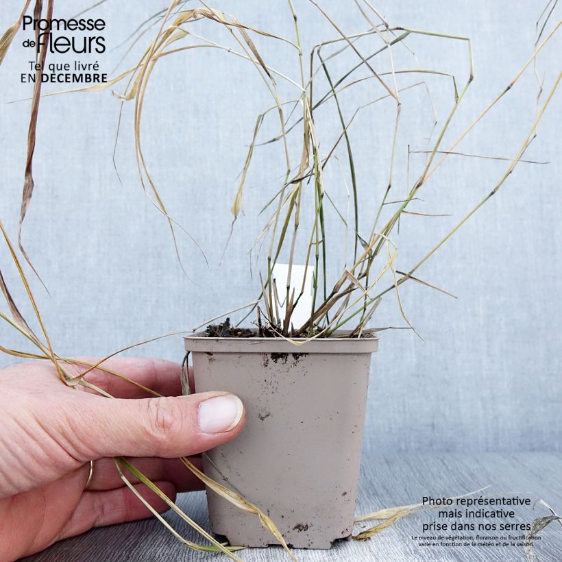 Esimerkki syksyllä toimitetusta Herbe du Japon - Hakonechloa macra Nicolas Godet de 8/9 cm-taimesta