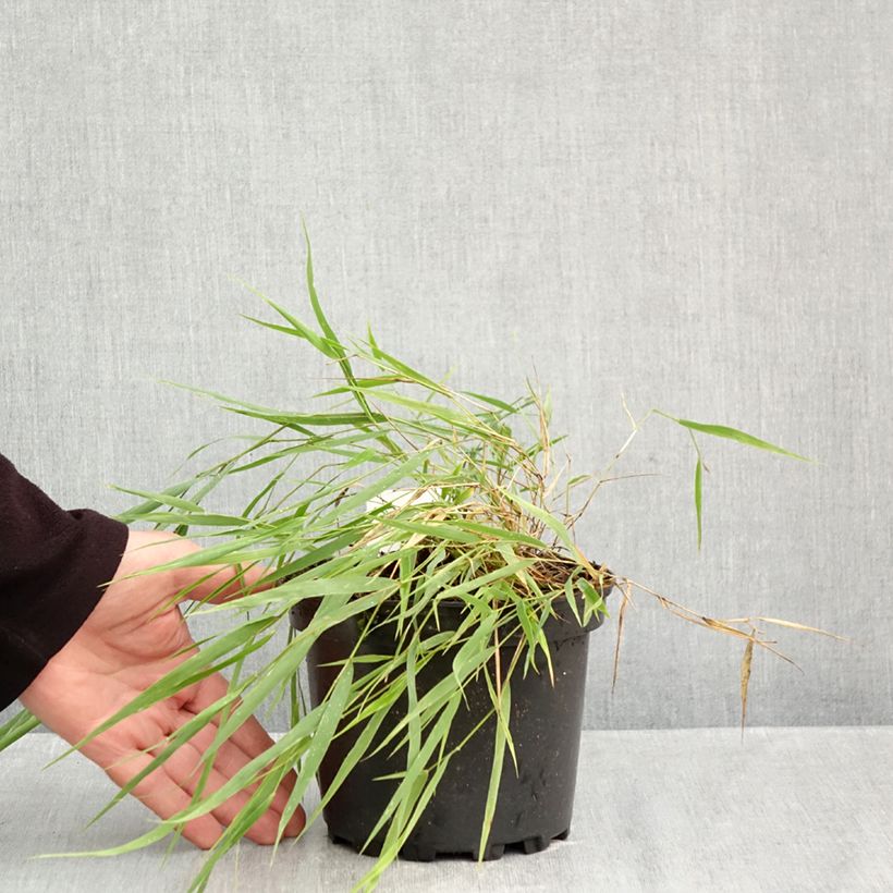 Esimerkki syksyllä toimitetusta Hakoneheinä - Hakonechloa macra 2 litran/3 litran ruukku-taimesta