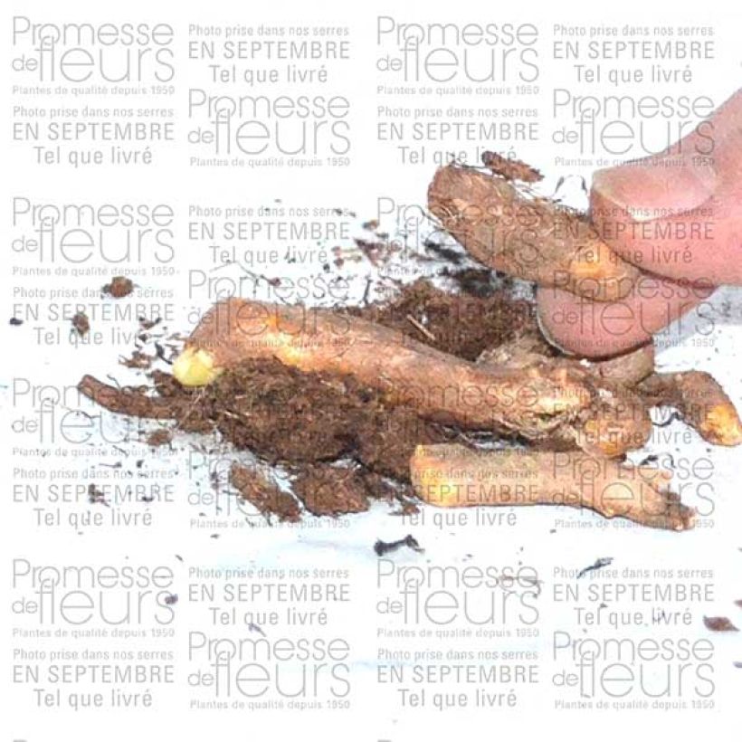 Esimerkki toimitetusta Siipikurjenmiekka - Iris tuberosus Bulbe-taimesta