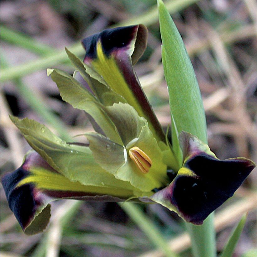 Siipikurjenmiekka - Iris tuberosus (Kukinta)