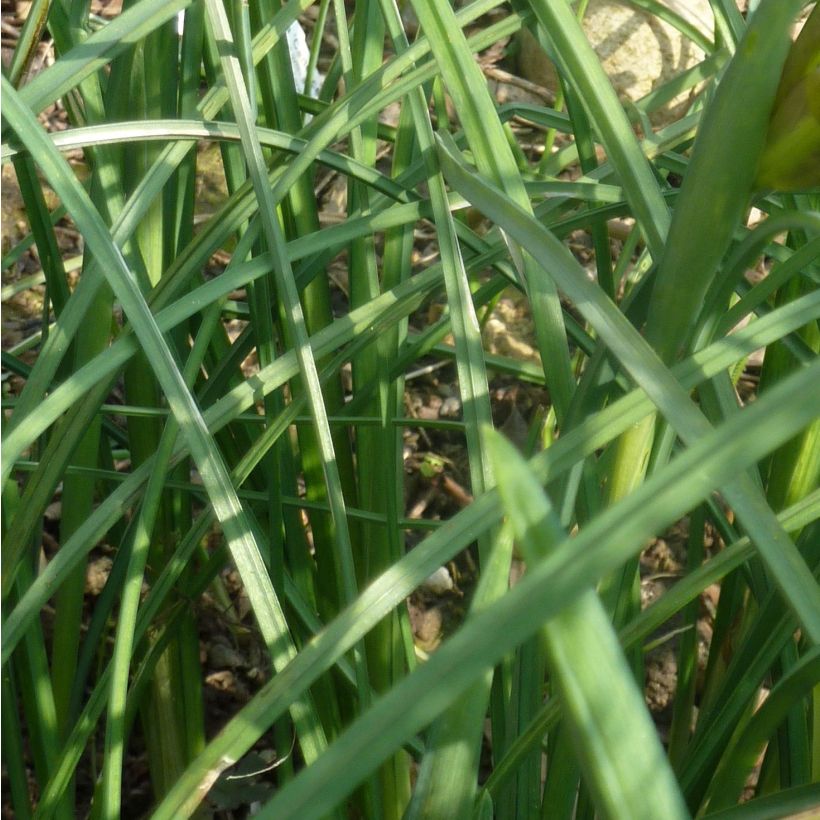 Siipikurjenmiekka - Iris tuberosus (Lehvistö)