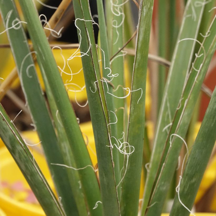 Hesperaloe parviflora Arizona Sunrise (Lehvistö)