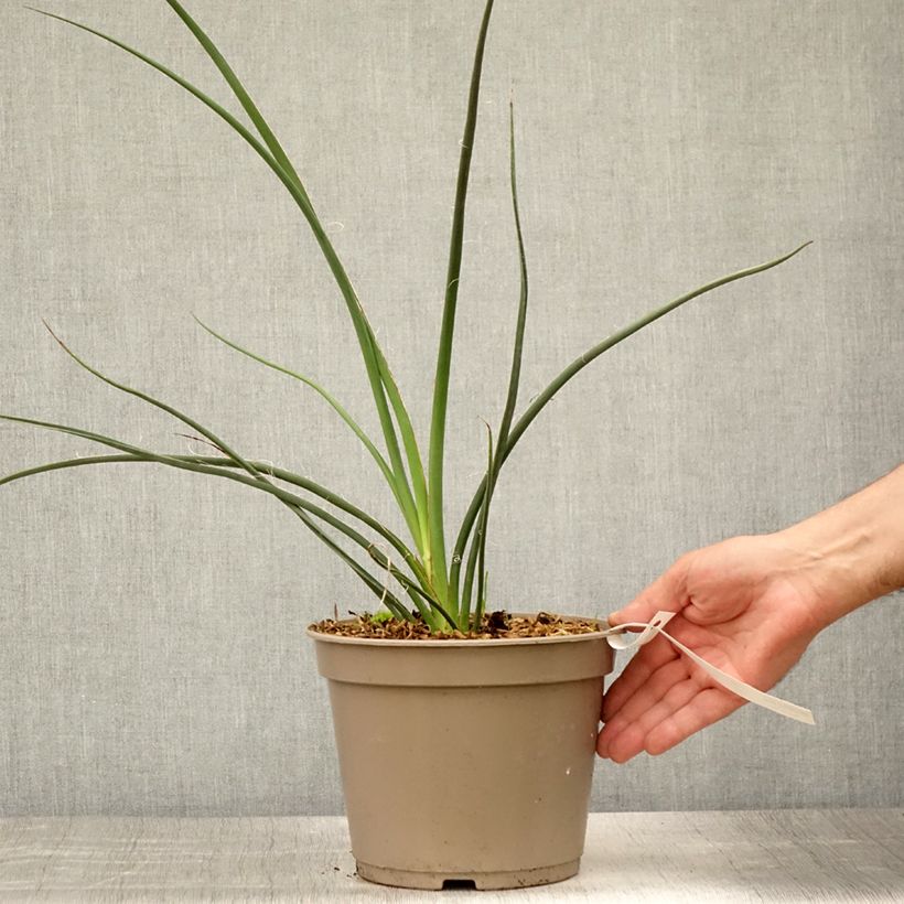 Esimerkki kesällä toimitetusta Hesperaloe parviflora Rubra Ruukku 2L / 3L-taimesta